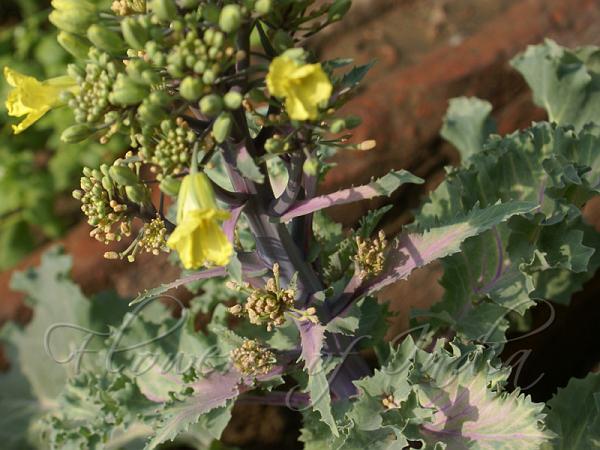 Ornamental Cabbage